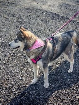Sibiřský husky