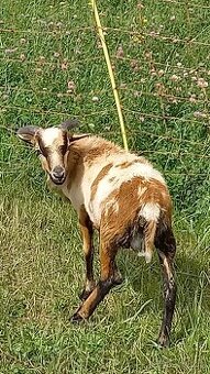 Prodám