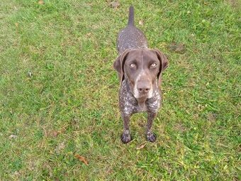 Německý krátkosrstý ohař