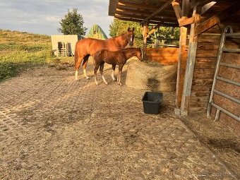 Hřebeček Million po Taris Quo Vadis