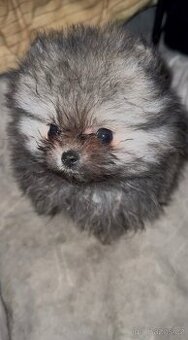 Čistokrevný Pomeranian