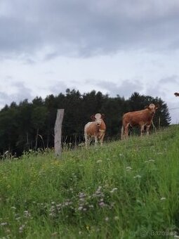 Pracovník v zemědělství
