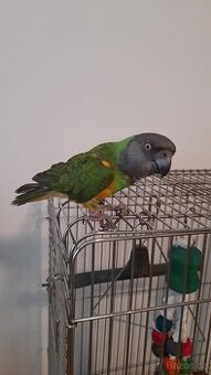 Papoušek senegálský