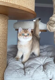 Koťátka britské kočičky s PP