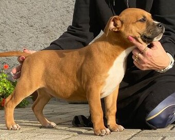 Americký stafordšírský teriér s PP