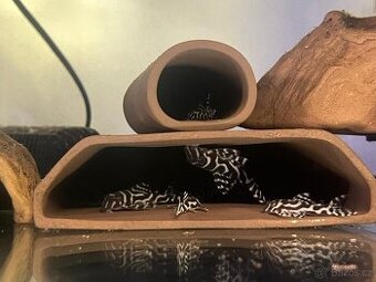 L236, L046, L399, L173