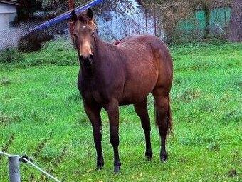 QH-quarter horse