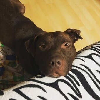 Orion hledá ten nej domov