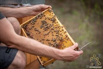 včelí oddělky 39x24cm