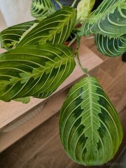 Maranta Lemon lime
