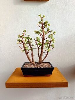 Pokojová bonsai 50cm