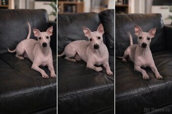 Americký bezsrstý teriér