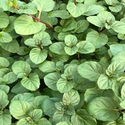 Máta pomerančová (rostliny)