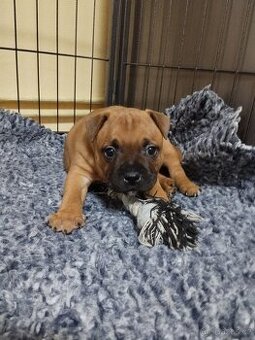 Stafordšírský bulteriér