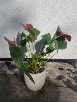Anthurium
