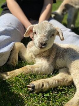 Jehňata Texel