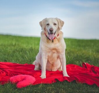 ZIGGY - Labrador 45 kg, 12 let