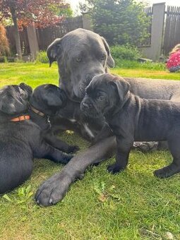 Cane Corso - štěňata bez PP