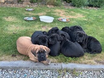 Cane Corso - štěňata bez PP