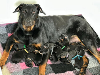 Beauceron štěňátka s PP ze zahraničního spojení - 1