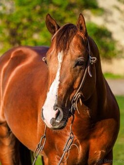 2018 AQHA Hřebec na prodej