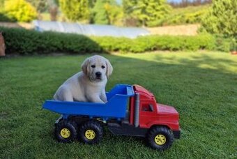 Labradorský retriever - štěňátka s PP
