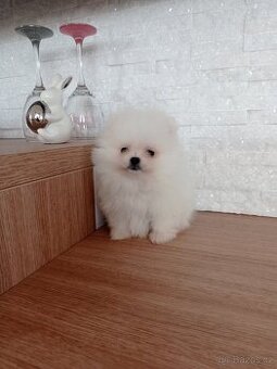 Pomeranian