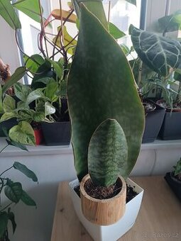 Sansevieria masoniana