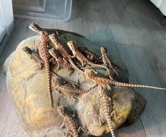 Agama Vousata