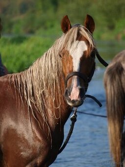 Klisnička Welsh pony, sekce B na prodej