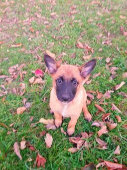 Belgický ovčák malinois