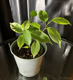 Ficus benjamina 'Variegata'