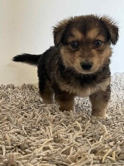 Jezevčík a pouliční směska