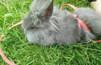 Daruji králíčka (lvíček)