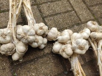 Česnek paličák