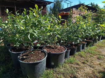 Kanadské borůvky - Herbert,Elizabeth,Bonus,Nelson