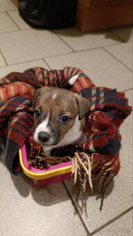 Prodám 2 fenky Jack Russell teriér bez PP
