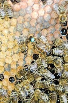 prodám vyzimované včely, včelstva, včelí oddělky