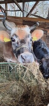 Ochočená kráva jerseyka