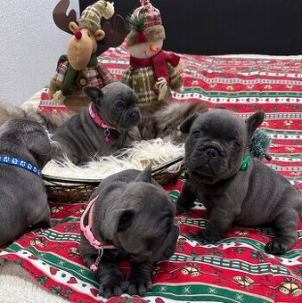 Francouzský buldoček modrý