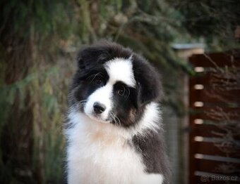 Australský ovčák s PP