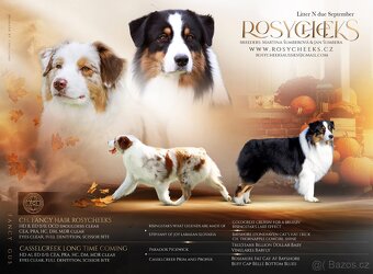 Australský ovčák s PP