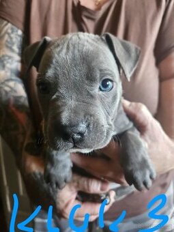 Štěňátka Pitbulla