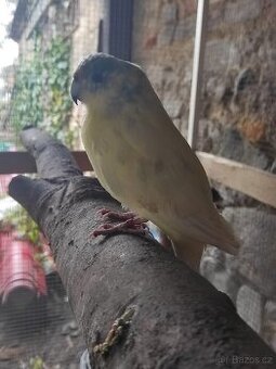 Kakariki Rudočelý par