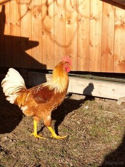 výměním mladého kohouta