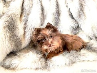 Jorkšírský teriér