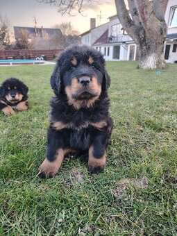 Tibetská doga štéňátko