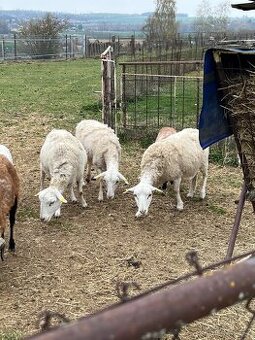 Prodám na chov ovce křížené s dorperem