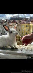 Prodám 2 zakrslé králíky včetně vybavení