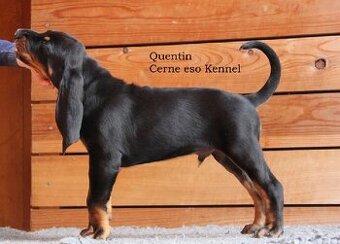 Black and Tan Coonhound s PP FCI
